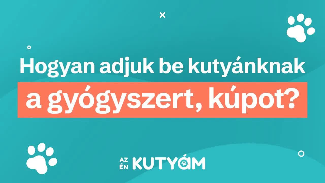 Thumbnail for Hogyan adjuk be kutyánknak a gyógyszert, kúpot? | Az én kutyám