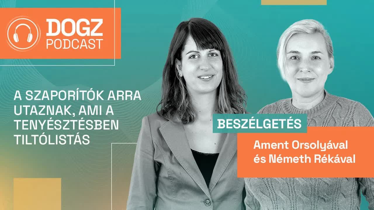 Thumbnail for A DOGZ podcast harmadik adása: A szaporítók arra utaznak, ami a tenyésztésben tiltólistás