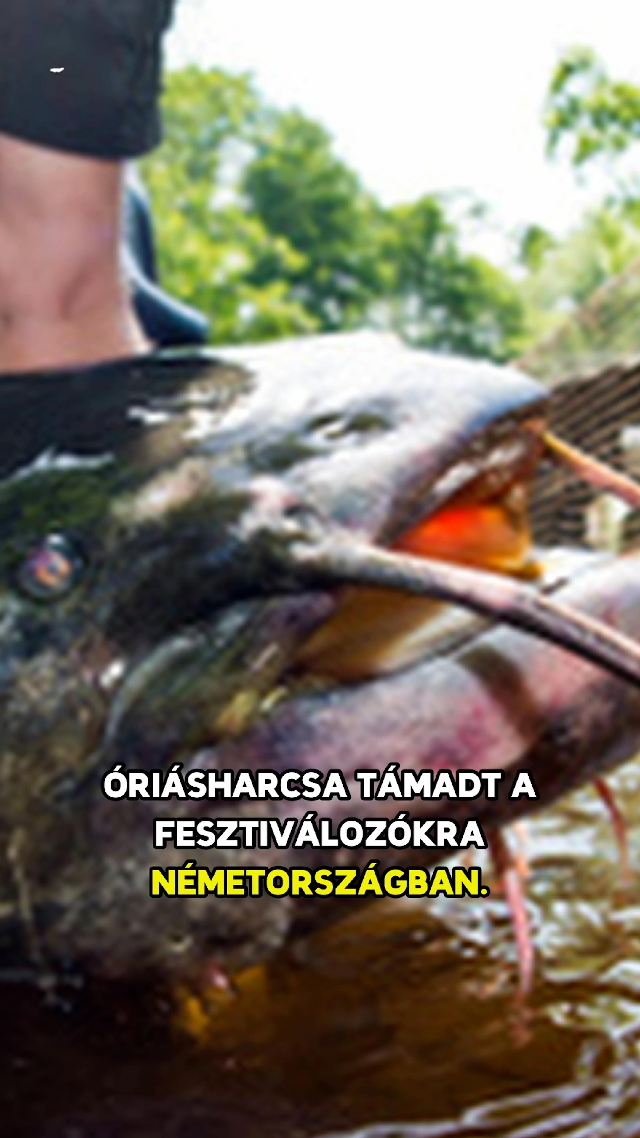Egy kétméteres óriásharcsa támadt fesztiválozókra Németországban