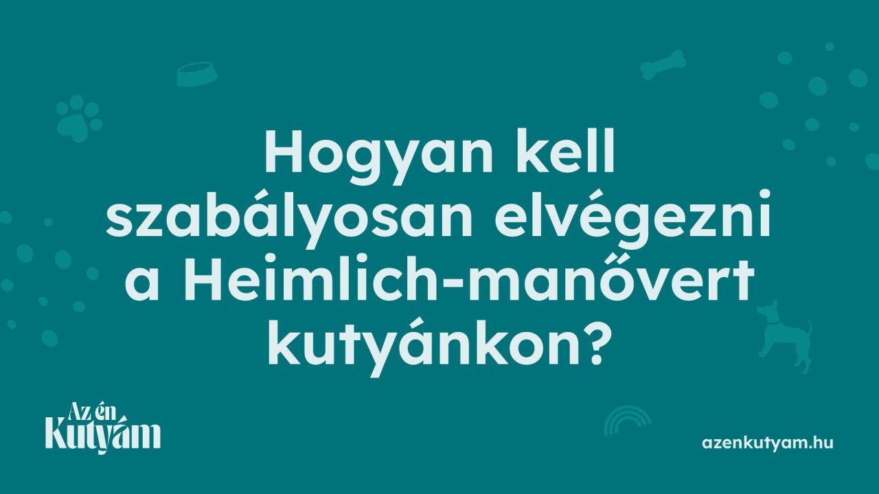 Thumbnail for Hogyan kell szabályosan elvégezni a Heimlich-manővert kutyánkon?