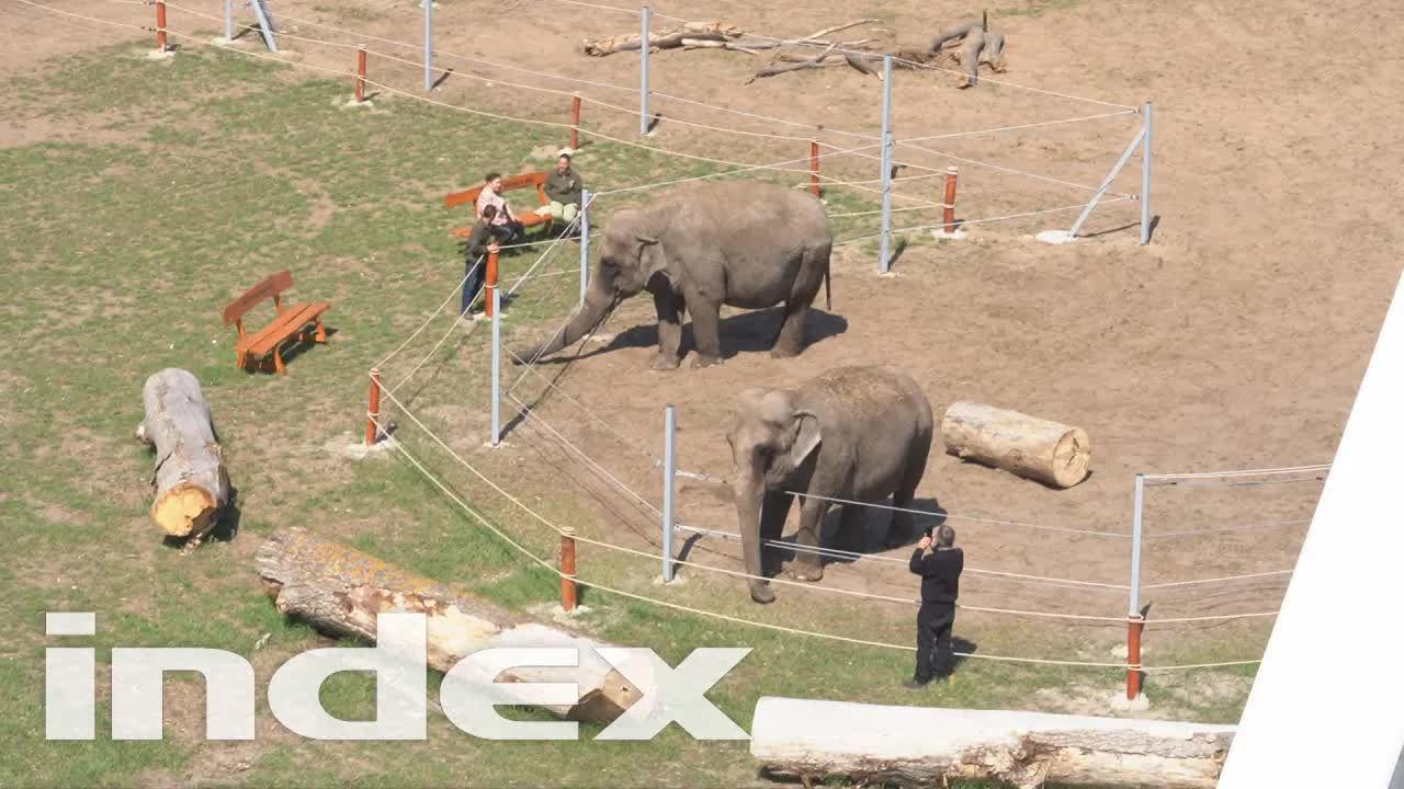 Szafari parkban pihennek a cirkuszból nyugalmazott állatok