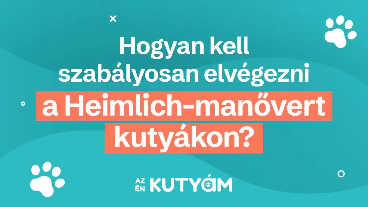 Hogyan kell szabályosan elvégezni a Heimlich-manővert kutyákon? | Az én kutyám