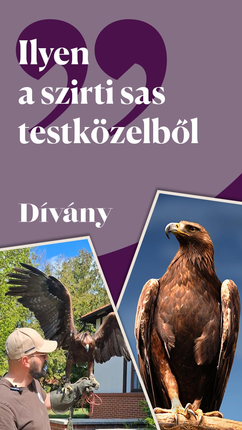 Ilyen a szirti sas testközelből