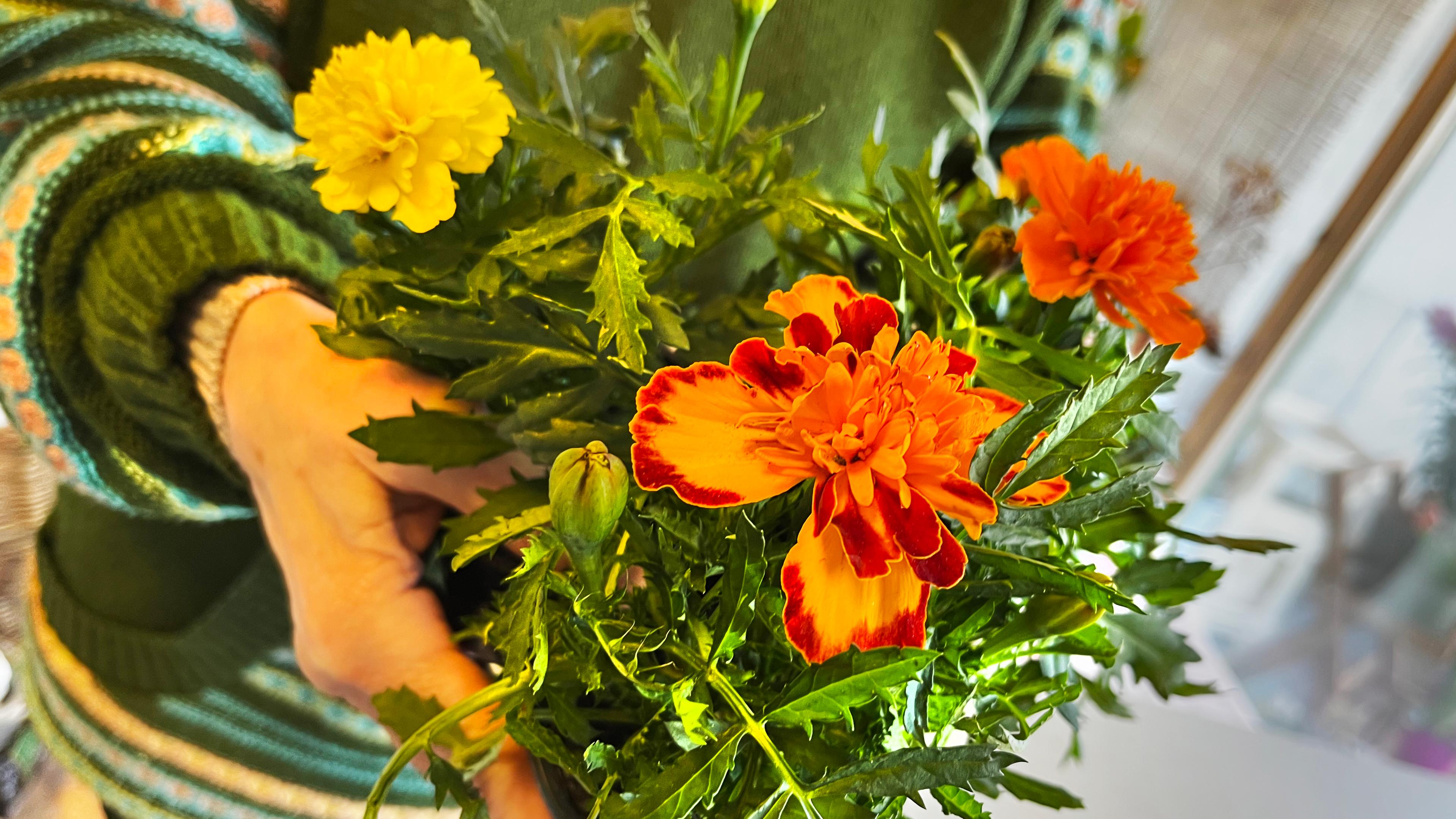 Thumbnail for Ez a virág védi meg a paradicsomot a kártevőktől. Ültesd mellé!