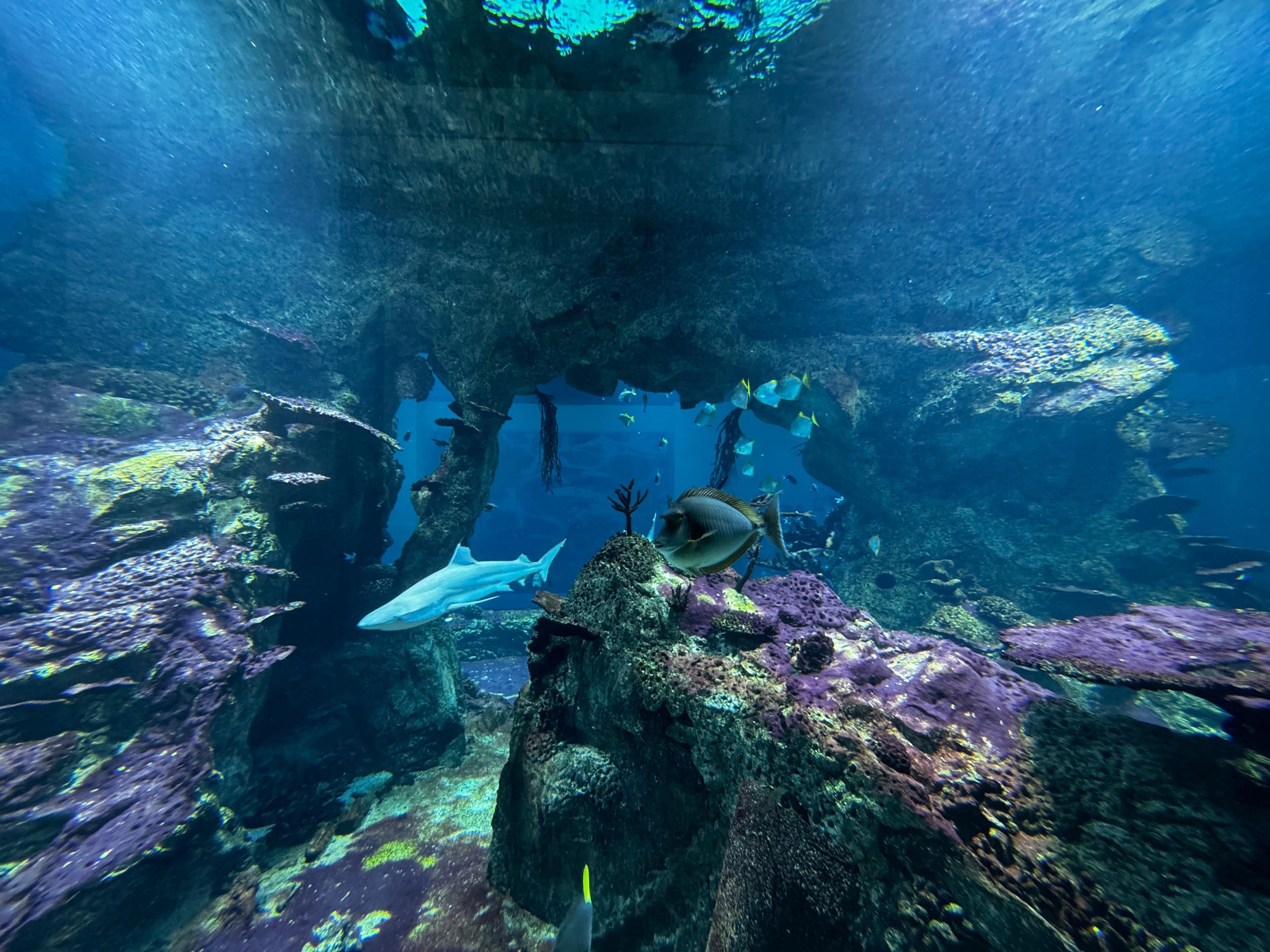 Thumbnail for Kolléganőnk megmutatja a világ legnagyobb akváriumát!