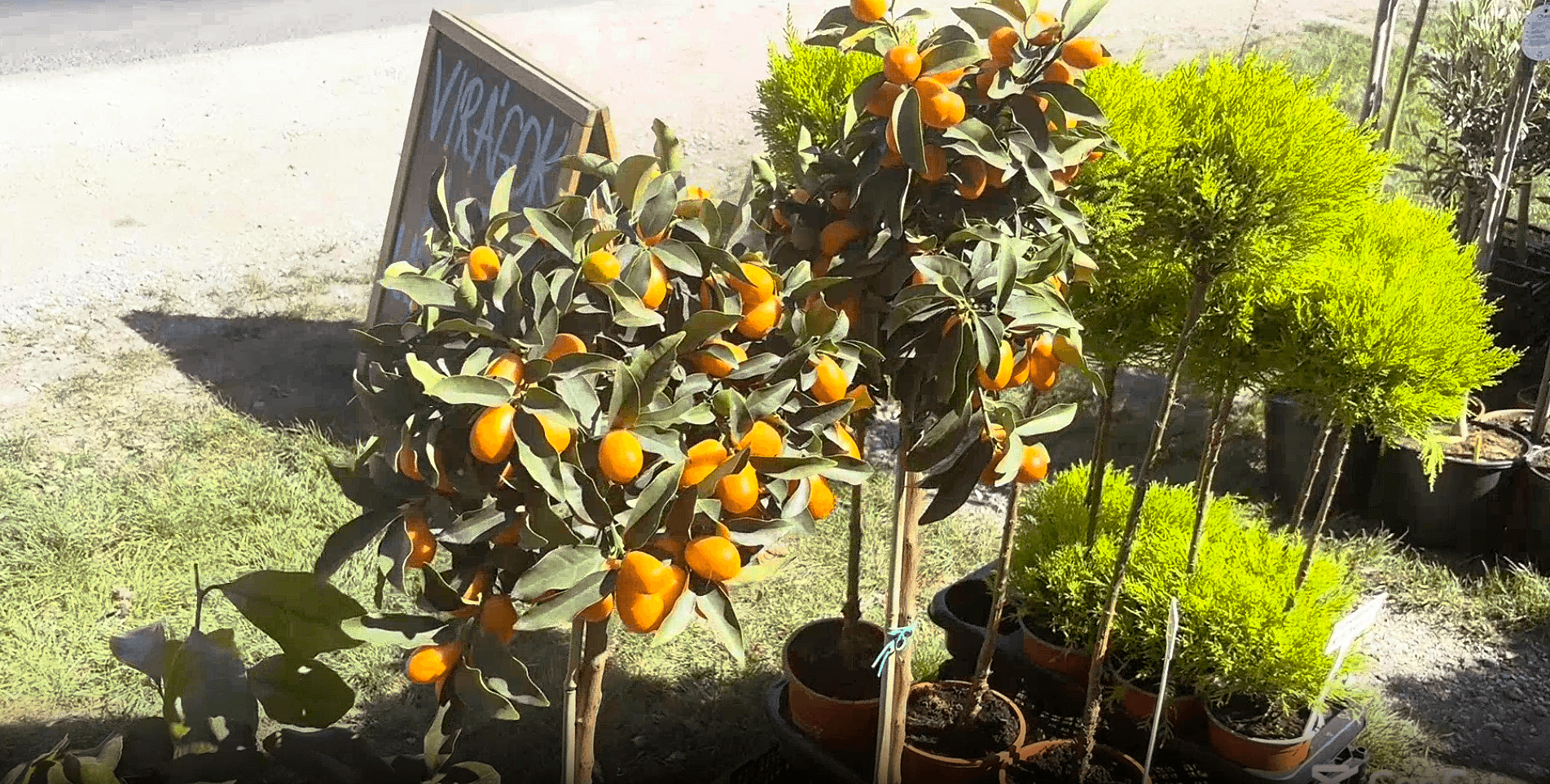 Thumbnail for Kiültethető virágok és növények  Pest környékén