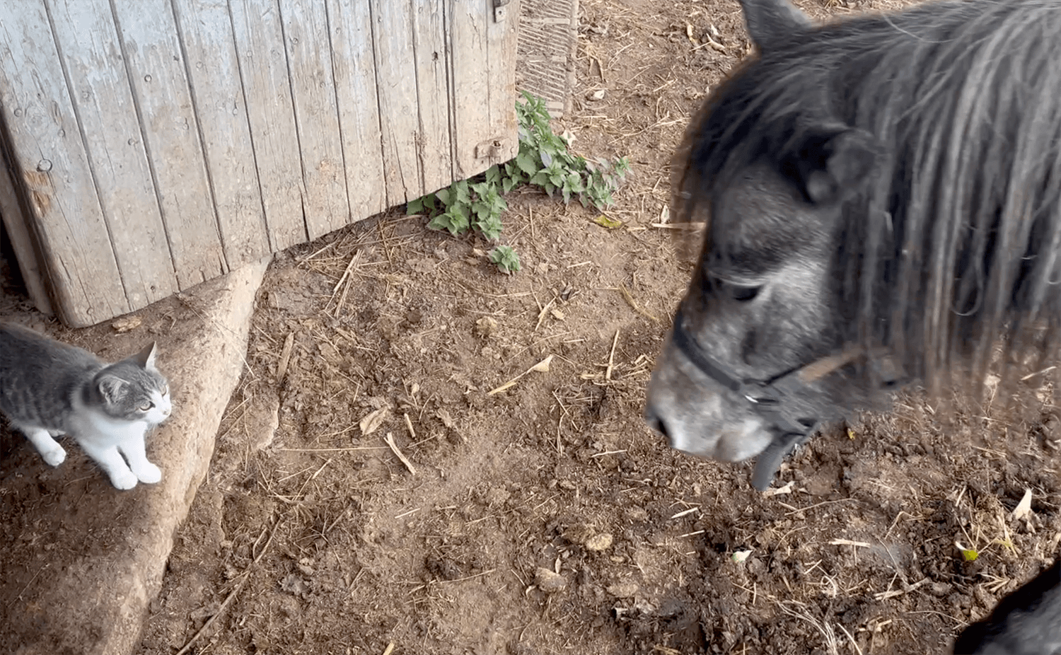 Thumbnail for Amikor a kíváncsiság nem ismer méretkülönbséget, Diót és Panni ismerkedik