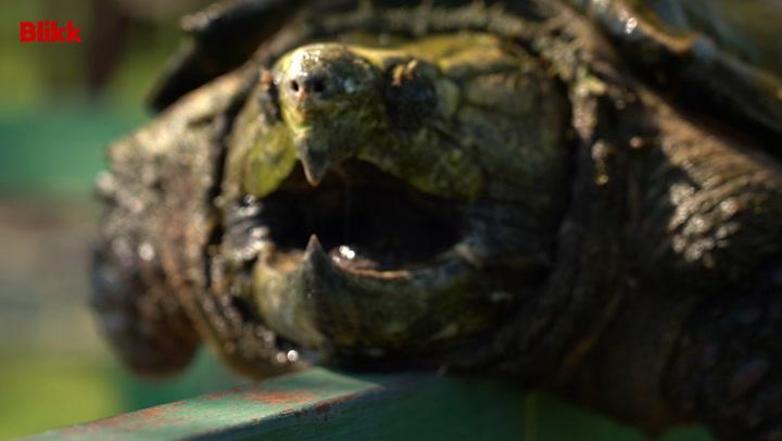 Thumbnail for Megnéztük a legveszélyesebb és legnagyobb teknőst is