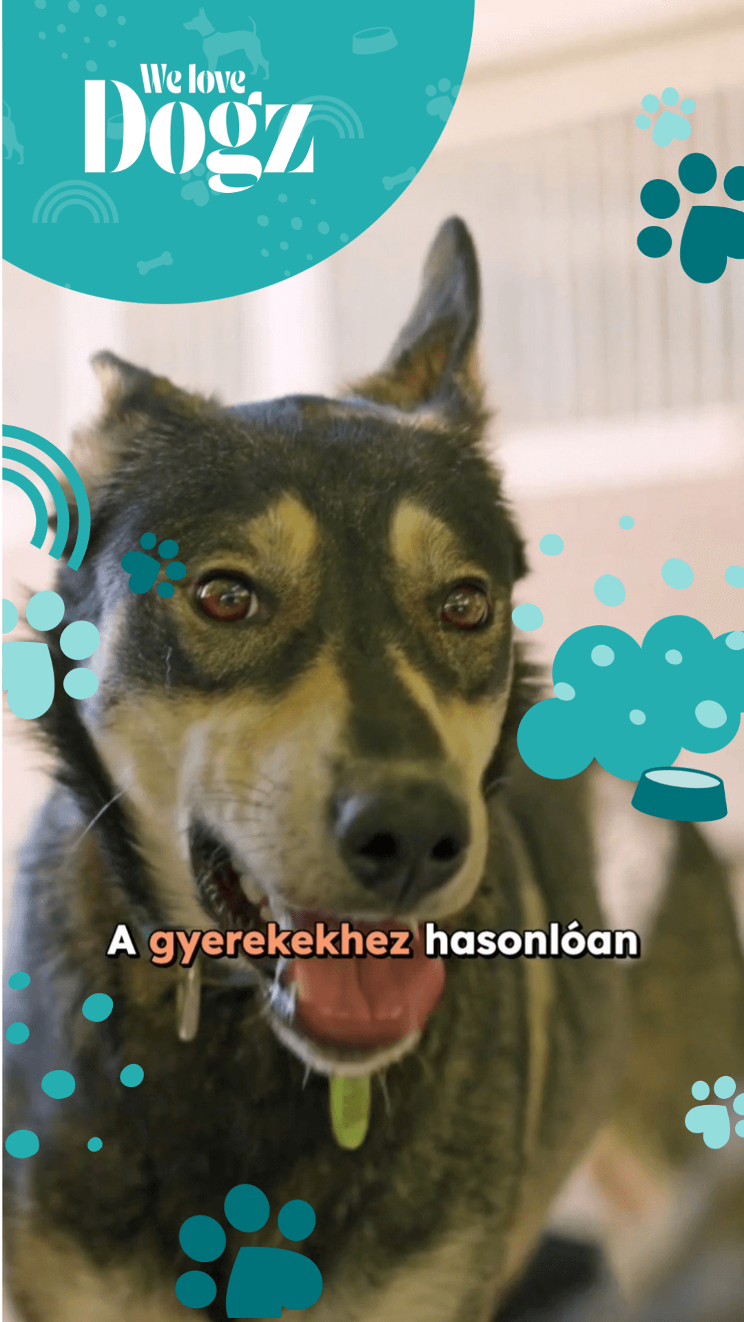A kutyád tényleg érzi, ha valami nincs rendben veletek?