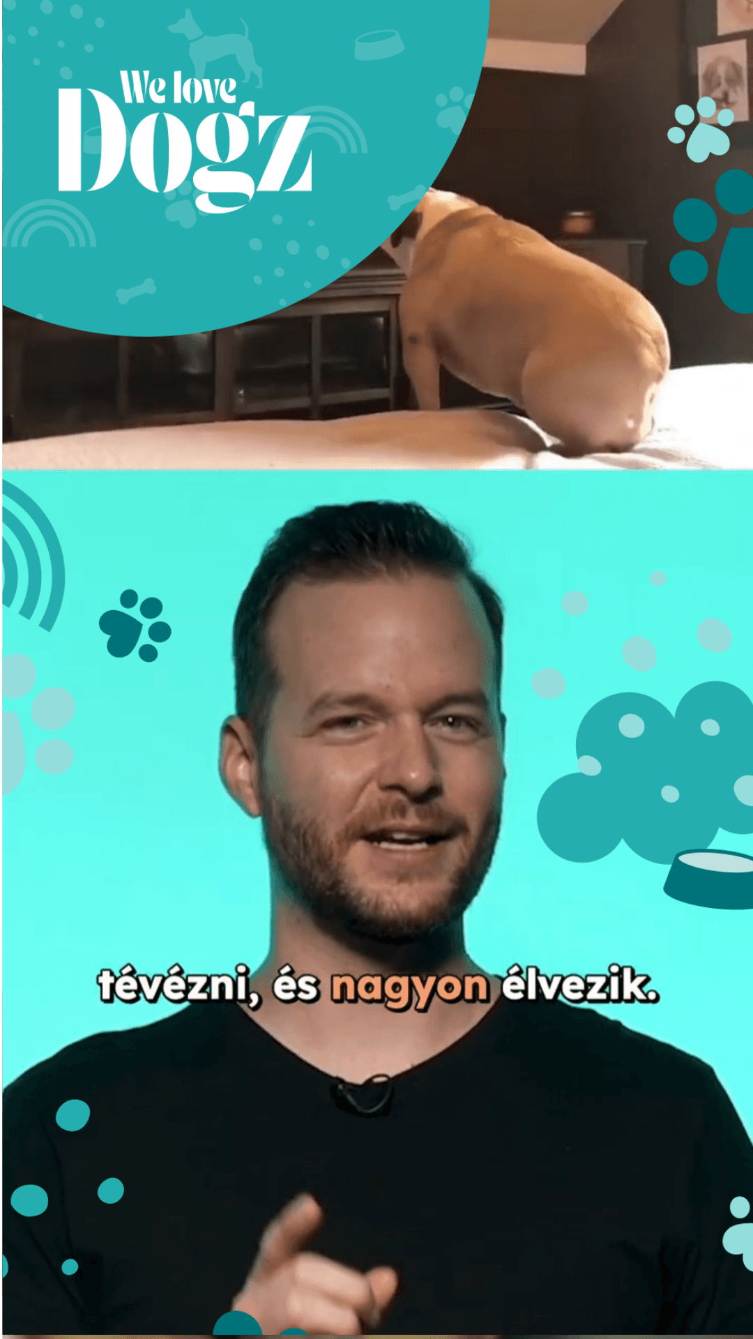 A kutyád tényleg látja, mi megy a tévében?