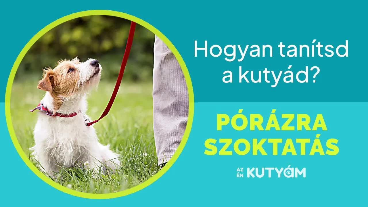 Kiképző mutatja meg, hogyan szoktasd pórázra kedvencedet | Az én kutyám