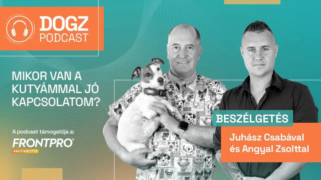 Mikor van a kutyámmal jó kapcsolatom?