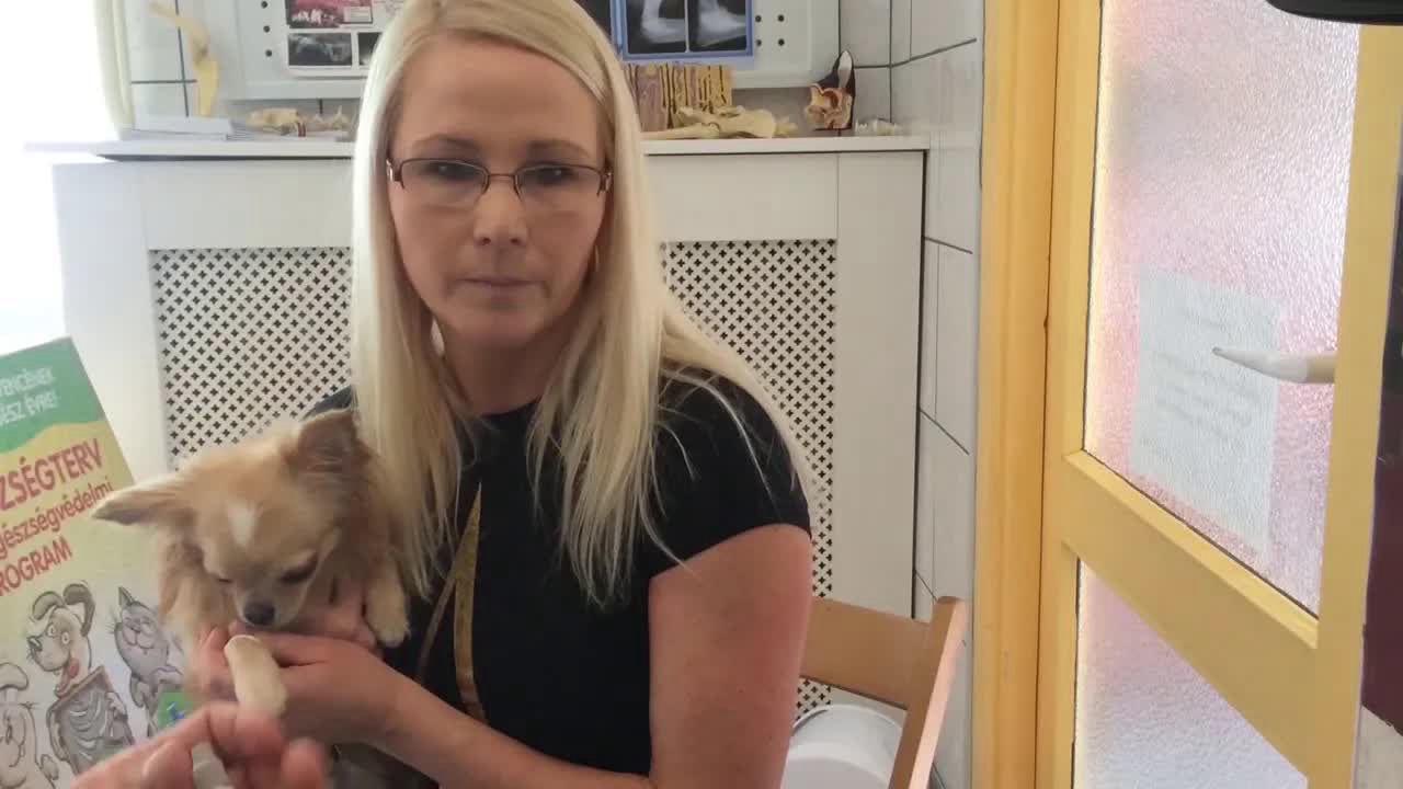 Mit kell tudni a kutyák szívférgességről? Dr. Király Péter állatorvos válaszol