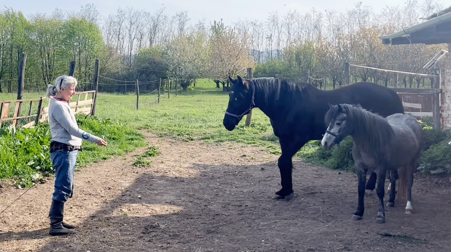 Thumbnail for Alapozó munka a lovakkal földről